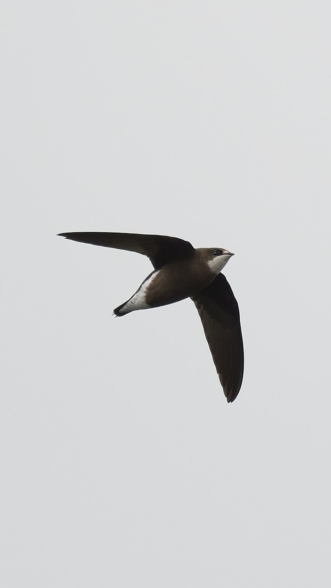 Martinet épineux - ML643927205