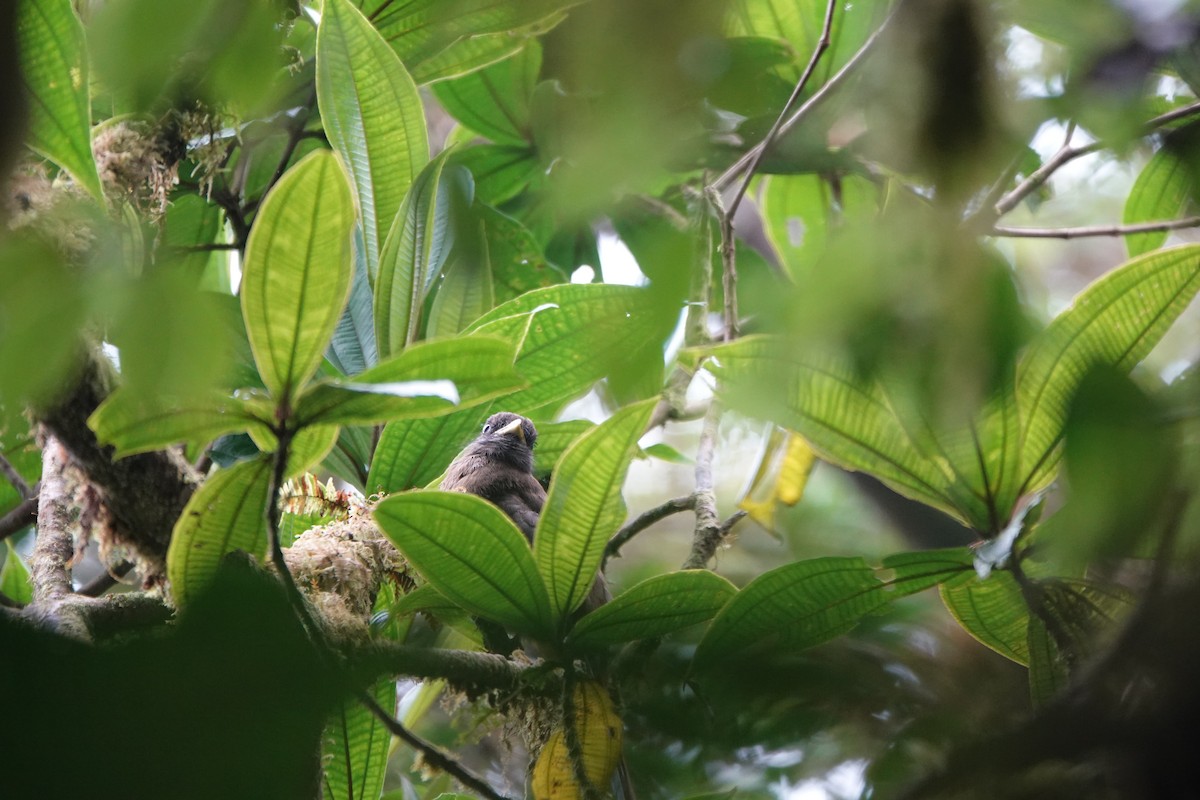 Collared Trogon - ML643927220