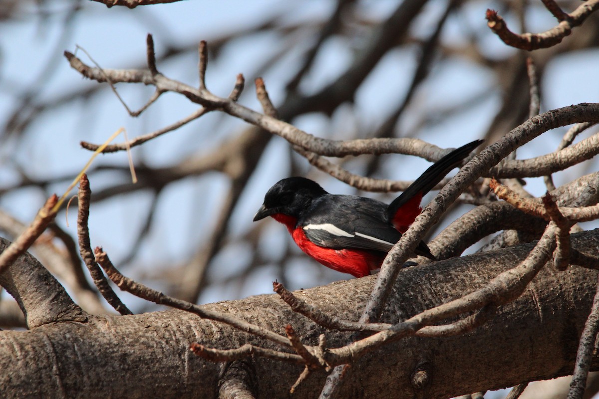 Crimson-breasted Gonolek - ML643927221