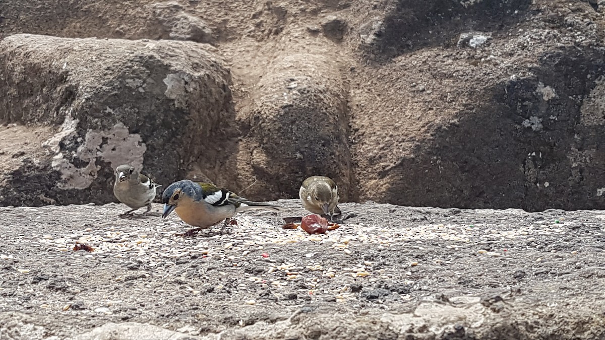 madeirafink - ML643927240