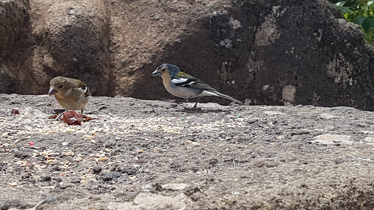 madeirafink - ML643927241