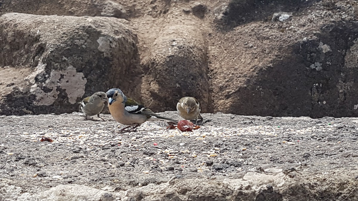 madeirafink - ML643927242