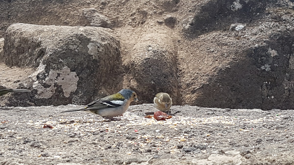 madeirafink - ML643927243