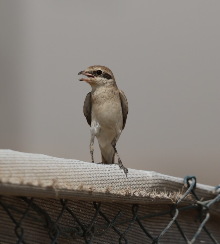 Сорокопуд горихвістковий - ML643927253