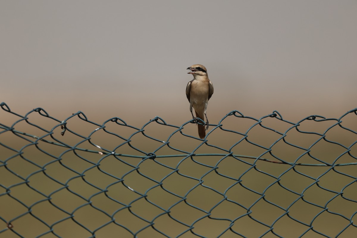 Сорокопуд горихвістковий - ML643927254