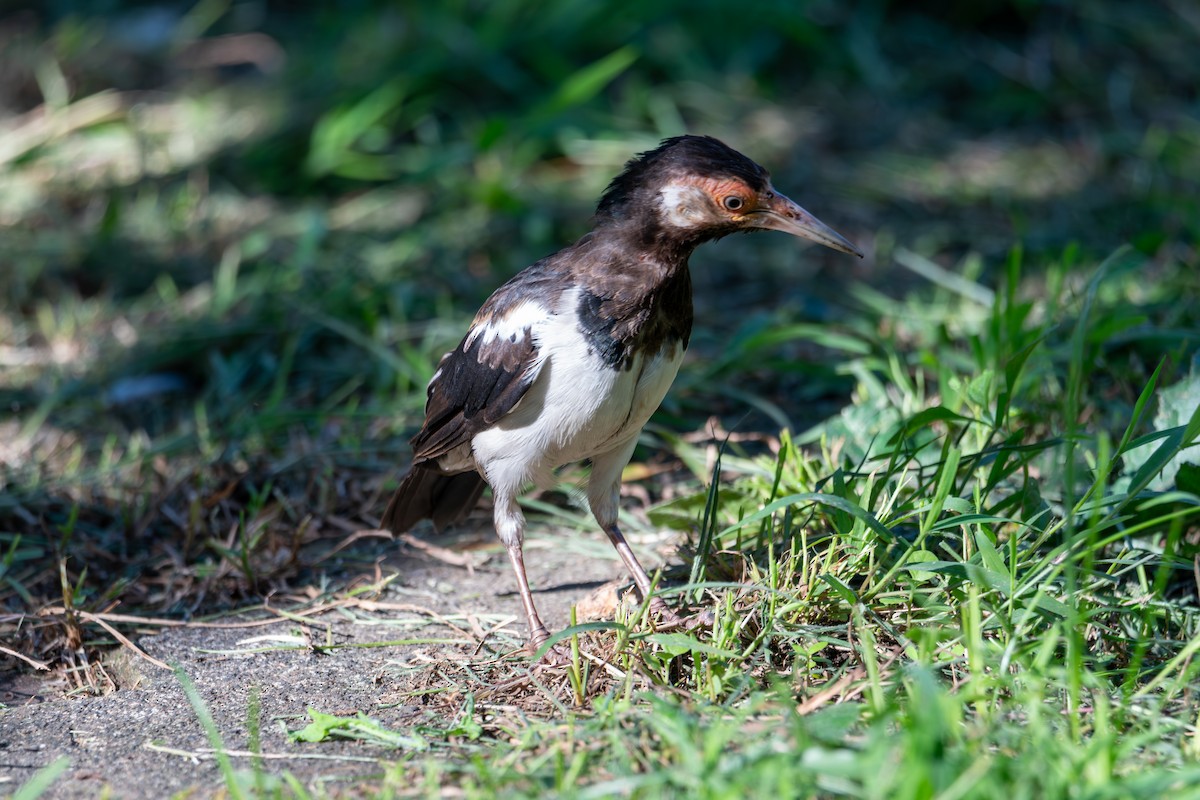 Javan Pied Starling - ML643927267