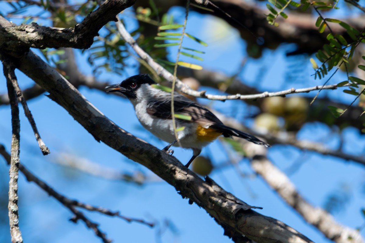 Bulbul Ventridorado - ML643927278
