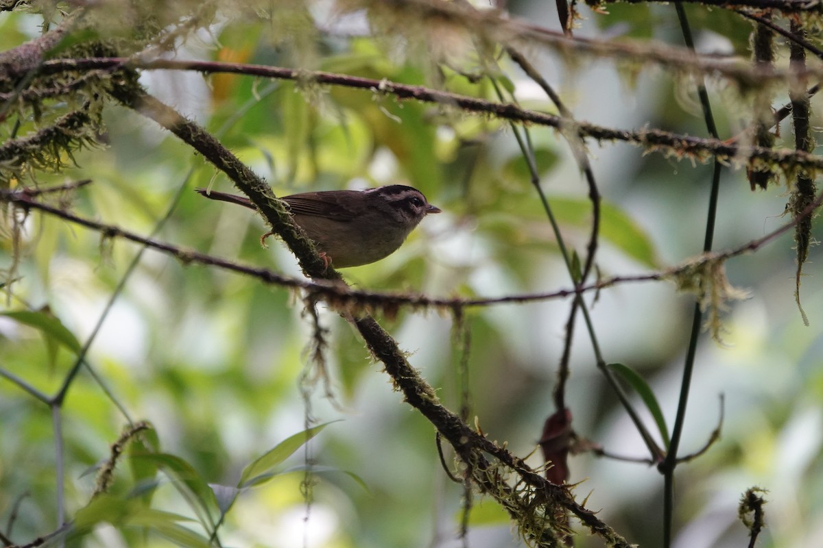 Paruline du Costa Rica - ML643927279