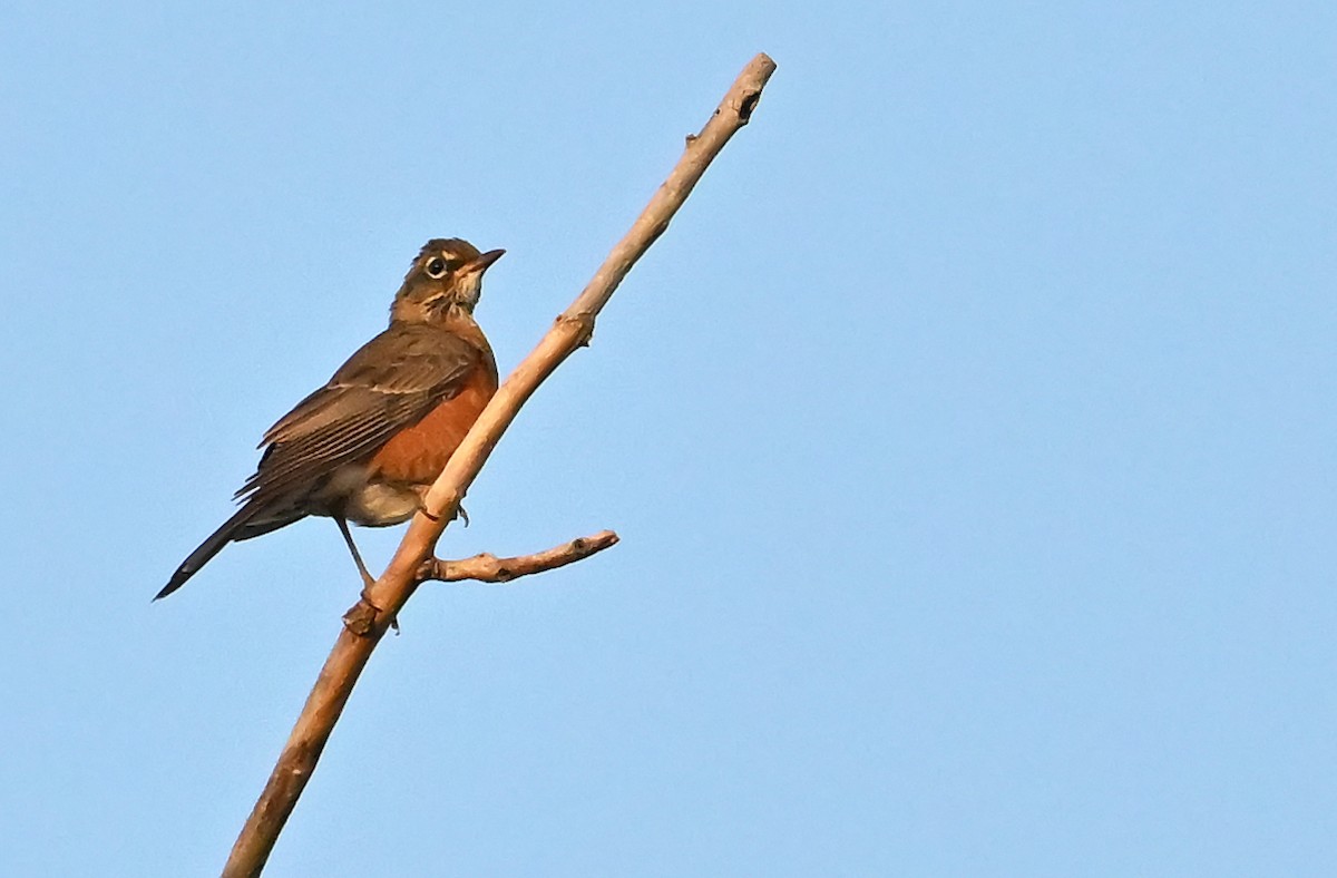 American Robin - ML643927281