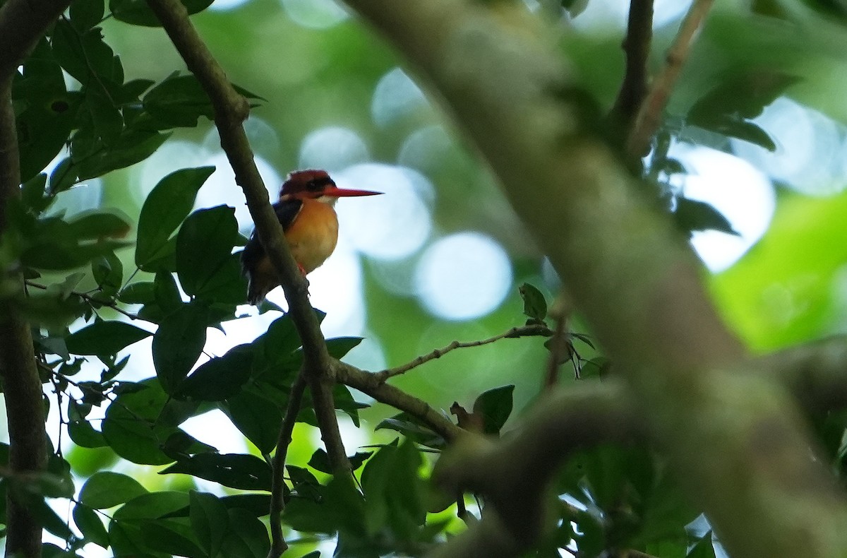 African Dwarf Kingfisher - ML643927283