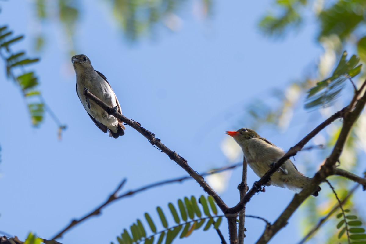 Scarlet-headed Flowerpecker - ML643927284