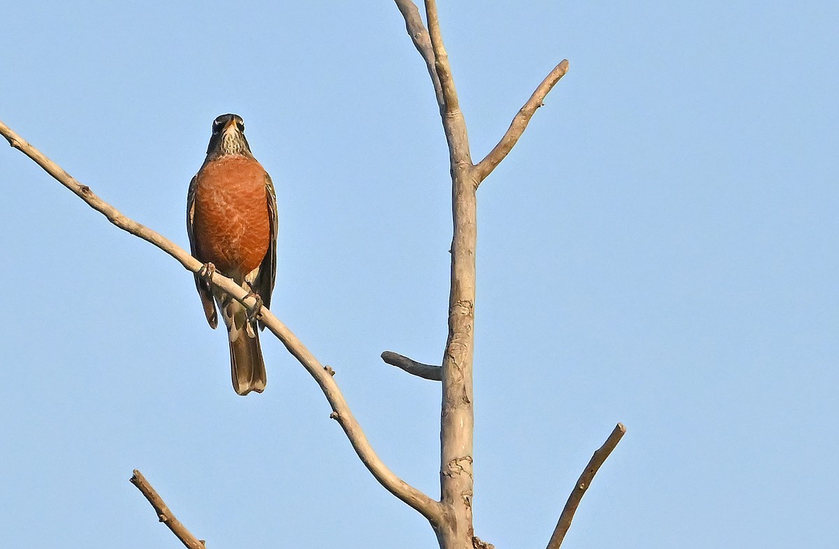 American Robin - ML643927285
