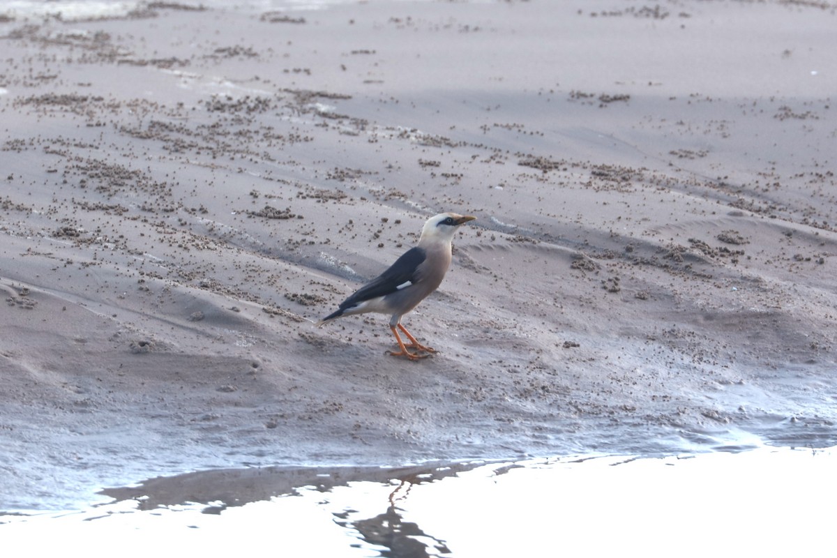 Vinous-breasted Myna - ML643927287