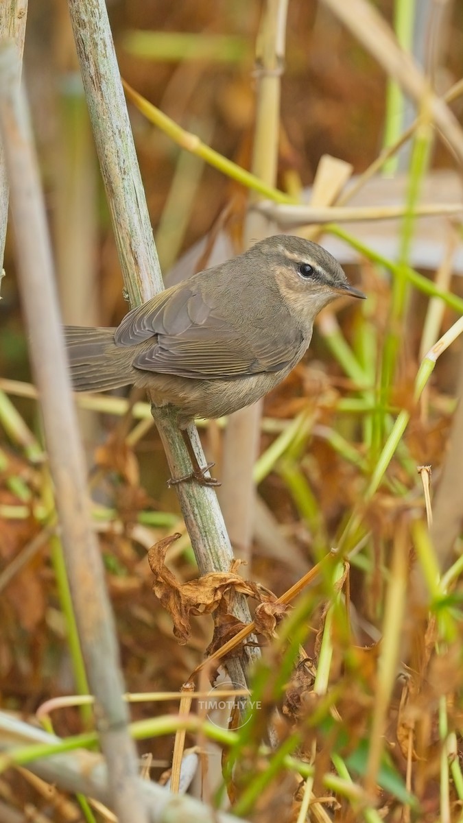 Бүхт дууч шувуу - ML643927299