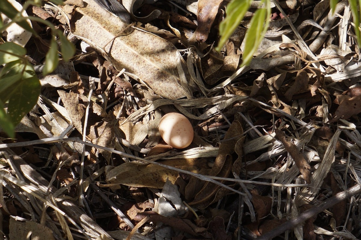 Common Pauraque - ML643927330
