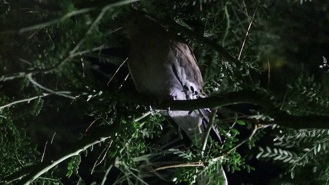White-winged Dove - ML643927339