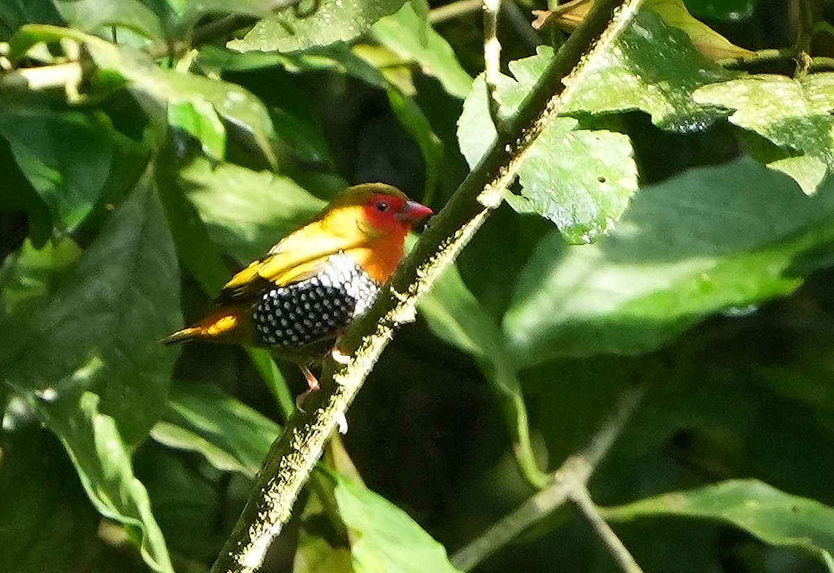 Green-backed Twinspot - ML643927343