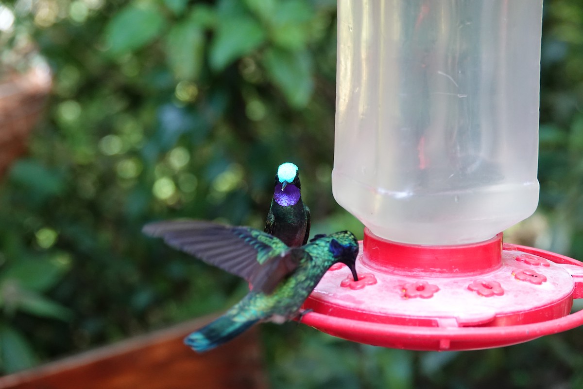 Purple-throated Mountain-gem - ML643927349
