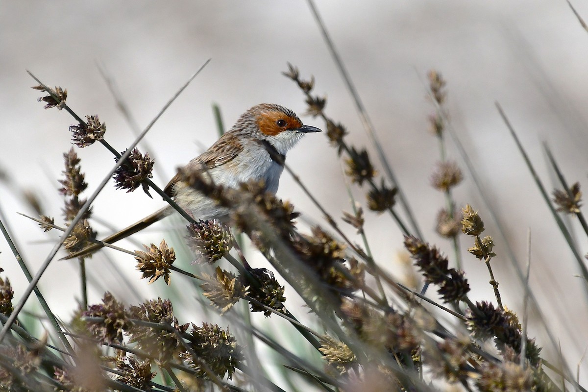 Rufous-eared Warbler - ML643927350