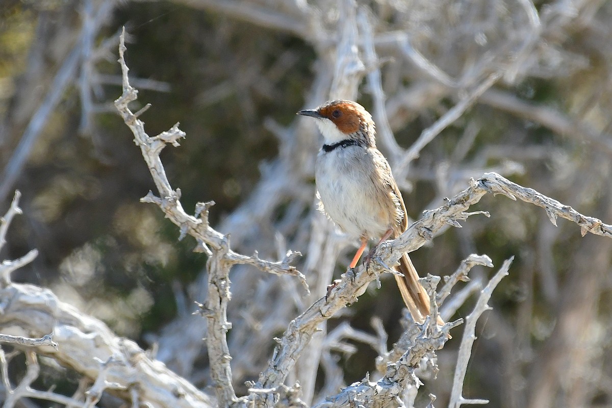 Rufous-eared Warbler - ML643927351