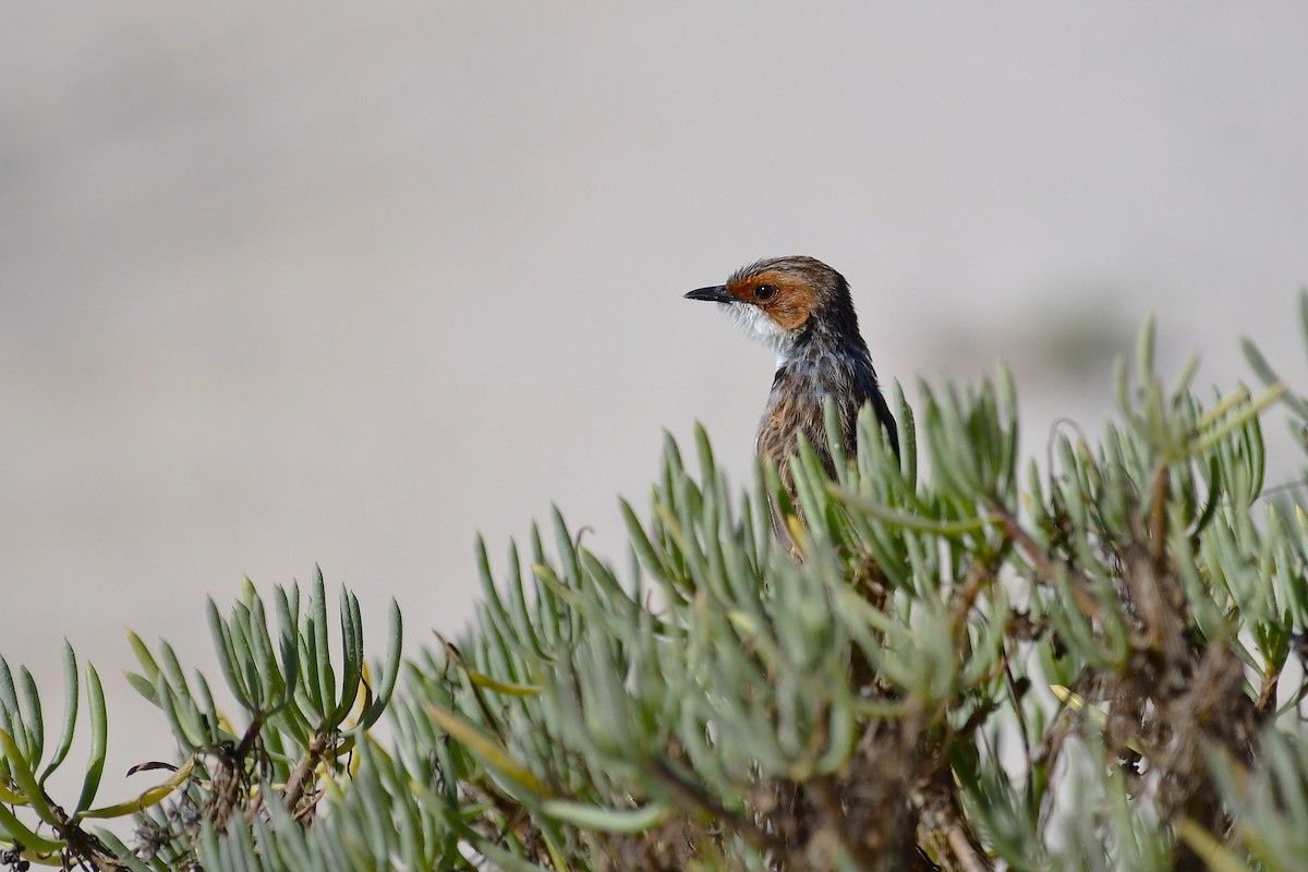 Rufous-eared Warbler - ML643927352