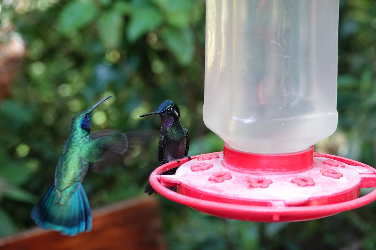 Purple-throated Mountain-gem - ML643927353