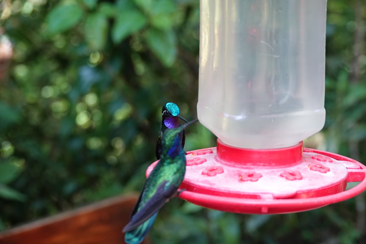 Purple-throated Mountain-gem - ML643927354