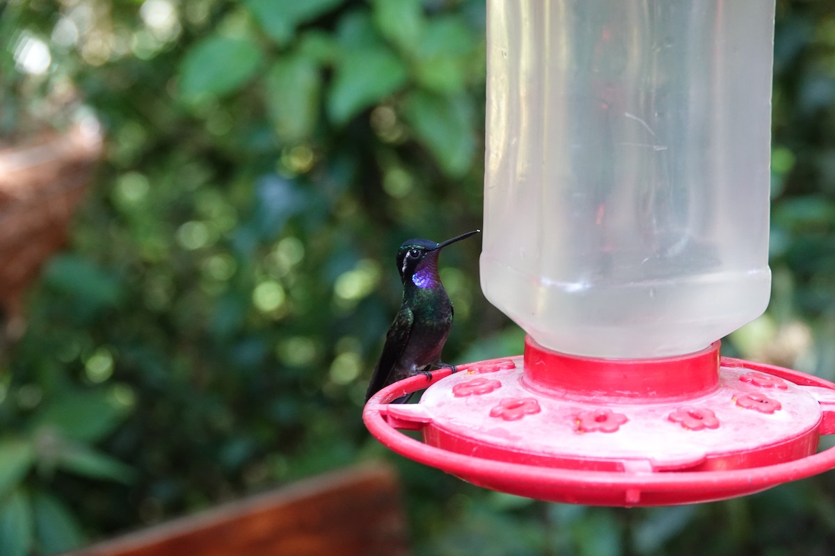 Purple-throated Mountain-gem - ML643927355