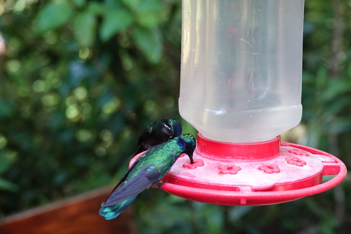 Purple-throated Mountain-gem - ML643927356