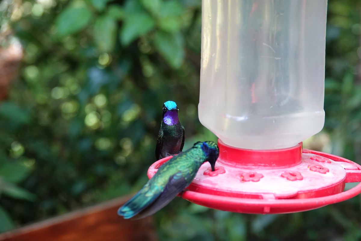 Purple-throated Mountain-gem - ML643927357