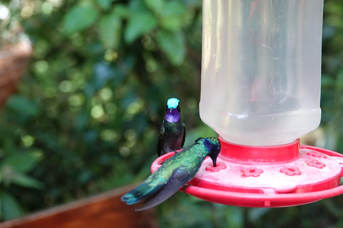 Purple-throated Mountain-gem - ML643927358