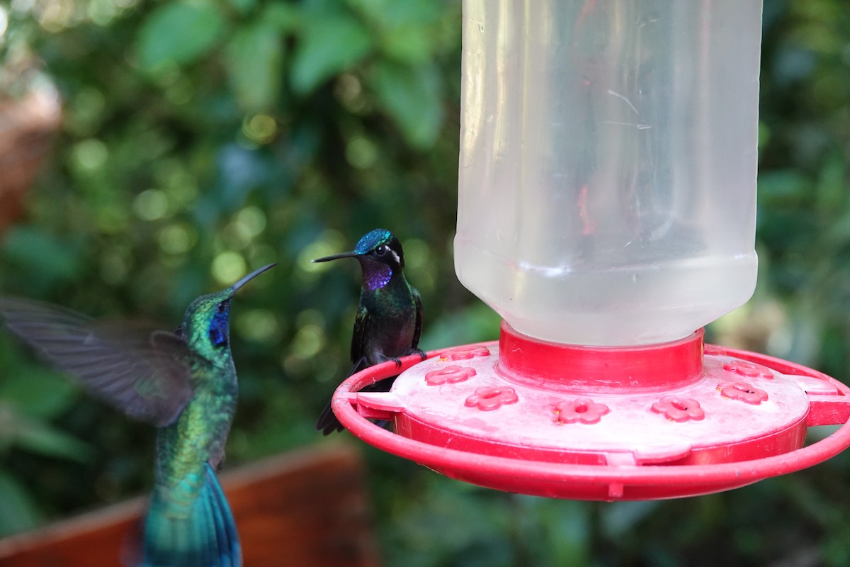 Purple-throated Mountain-gem - ML643927359