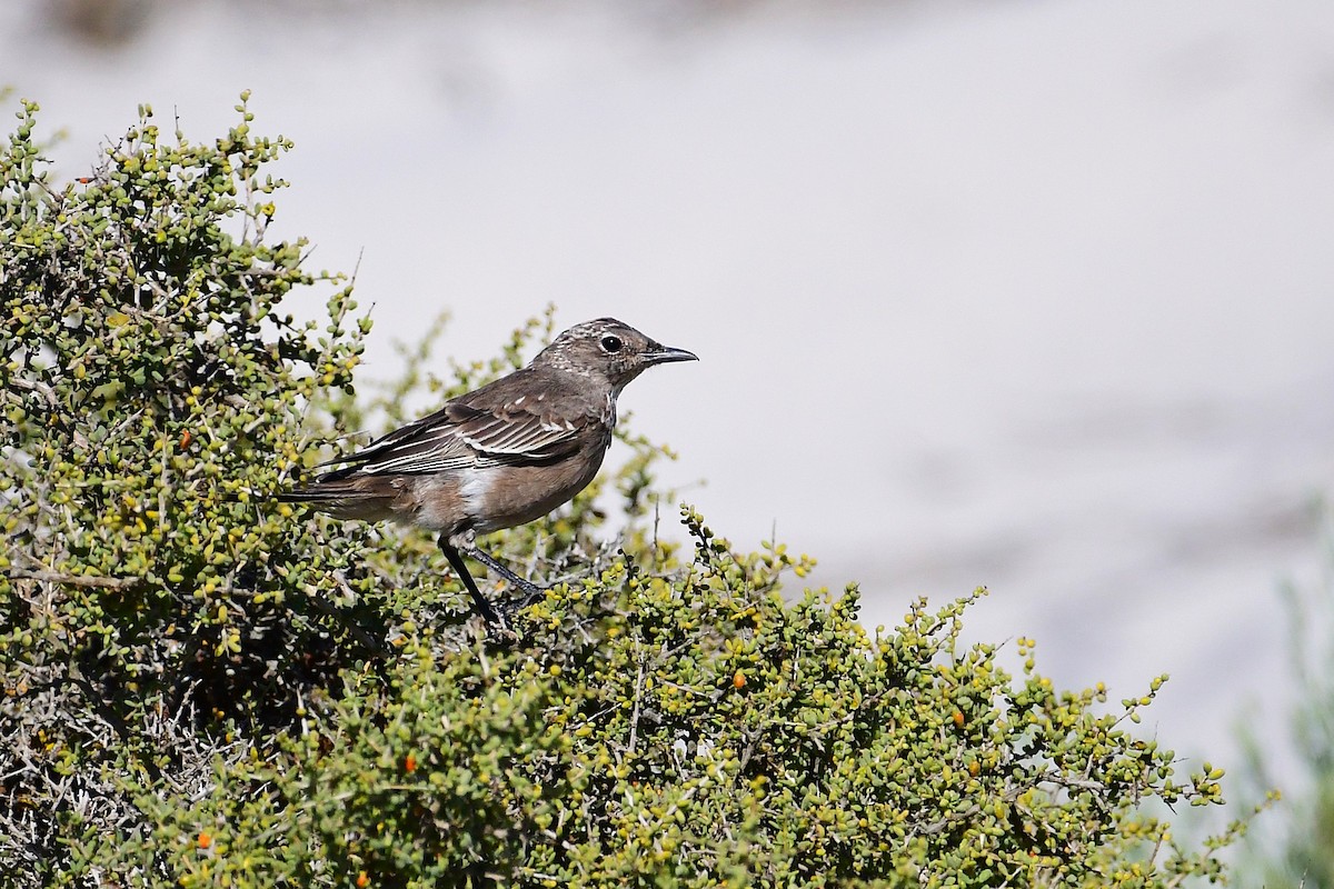 Chat Flycatcher - ML643927361