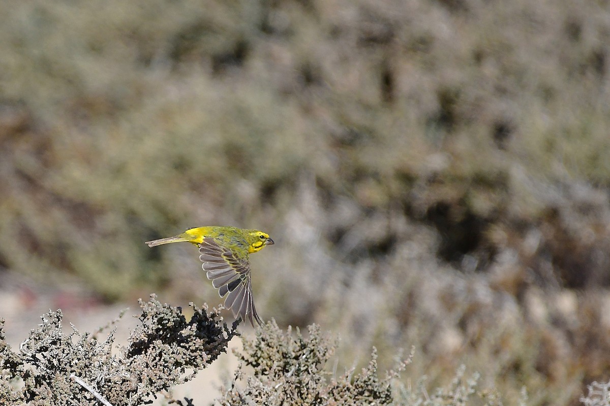 Sarı İskete - ML643927370