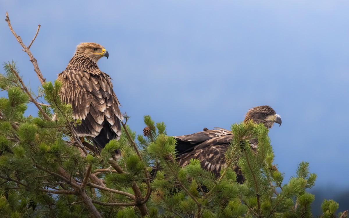 Imperial Eagle - ML643927373