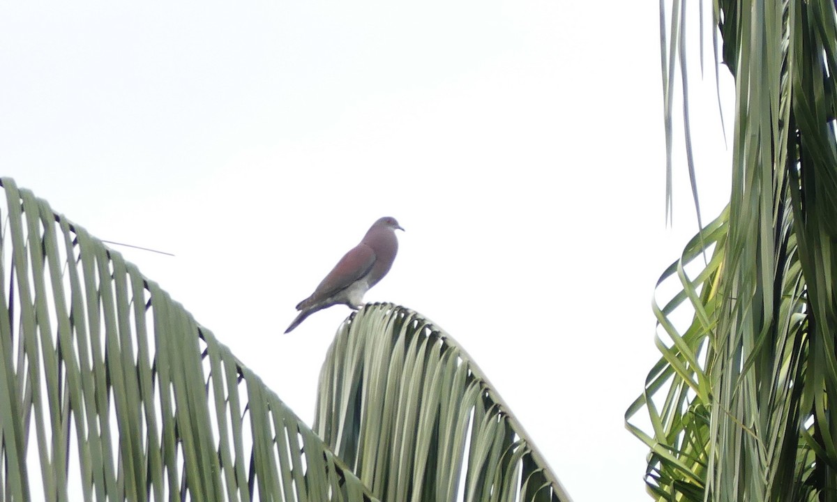 Pale-vented Pigeon - ML643927395