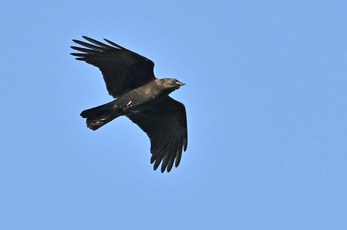 American Crow - ML643927402