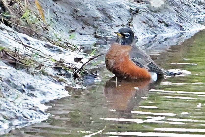 American Robin - ML643927406