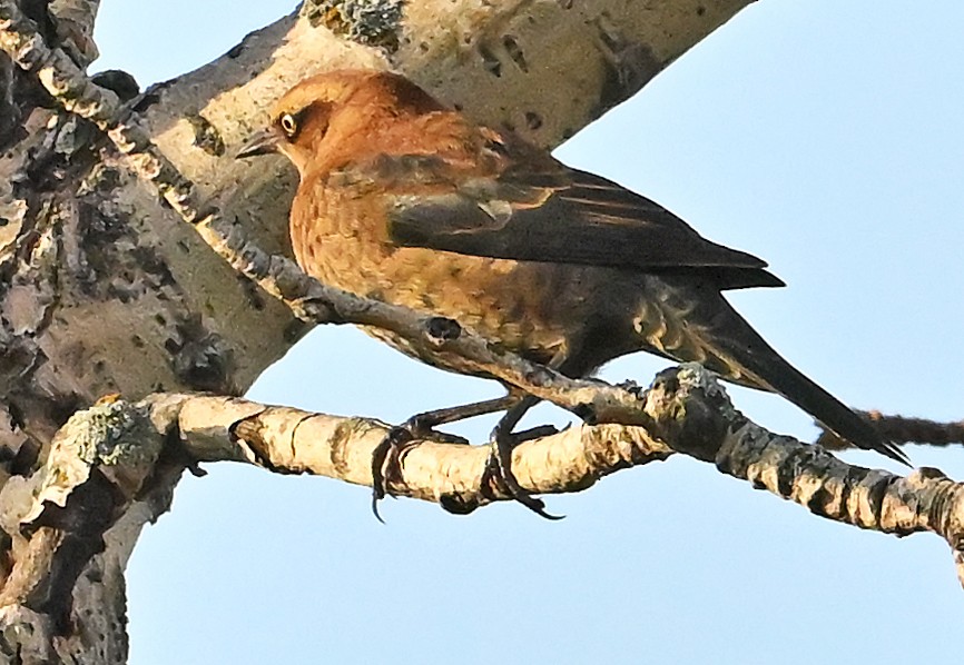 Rusty Blackbird - ML643927411