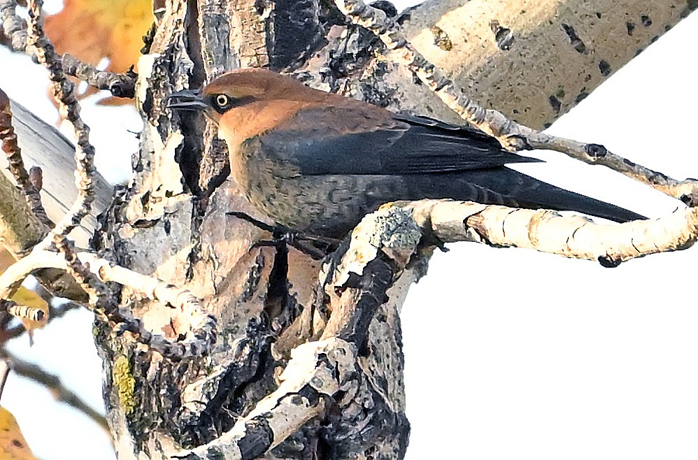 Rusty Blackbird - ML643927412