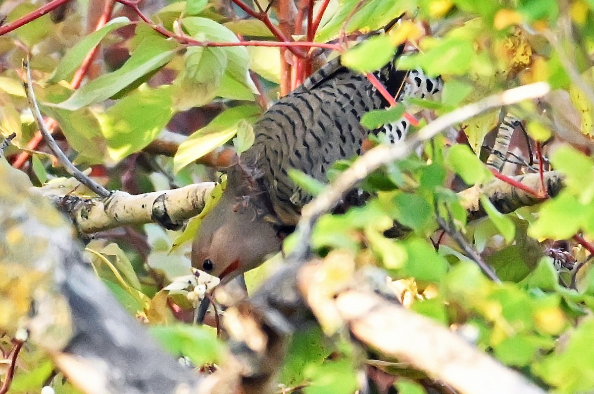 Northern Flicker (Red-shafted) - ML643927418