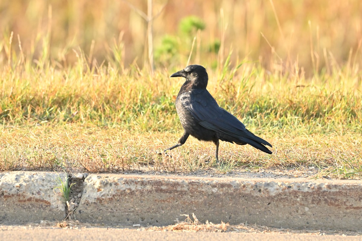 American Crow - ML643927426
