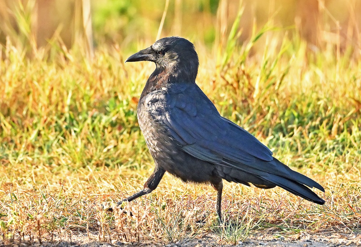 American Crow - ML643927427
