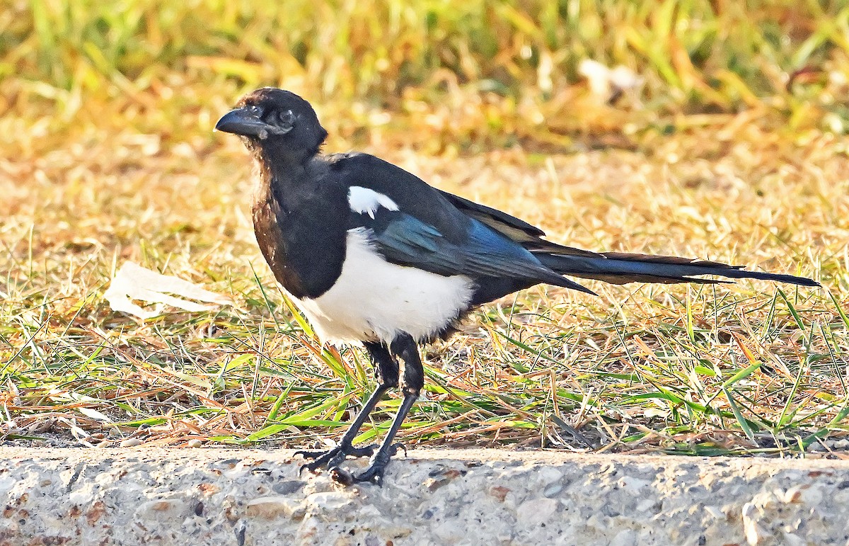 Black-billed Magpie - ML643927430
