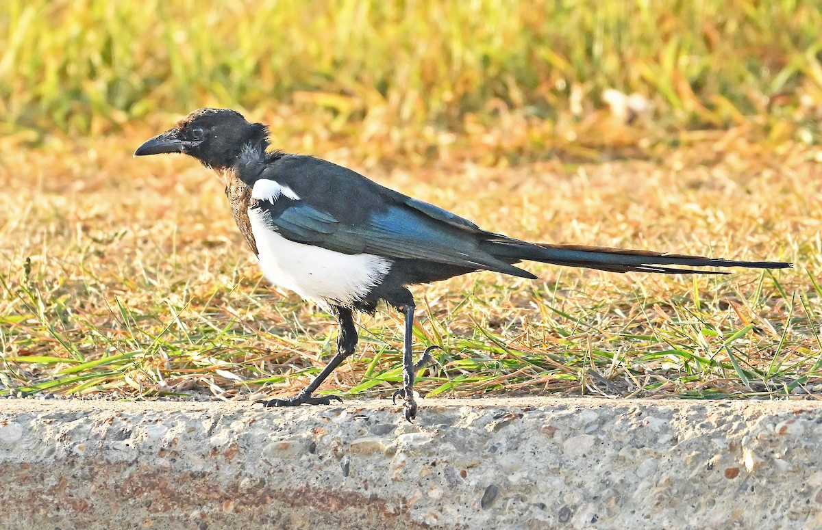 Black-billed Magpie - ML643927431