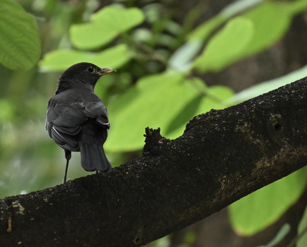 mandarintrost - ML643927435