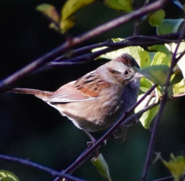 Swamp Sparrow - ML643927469