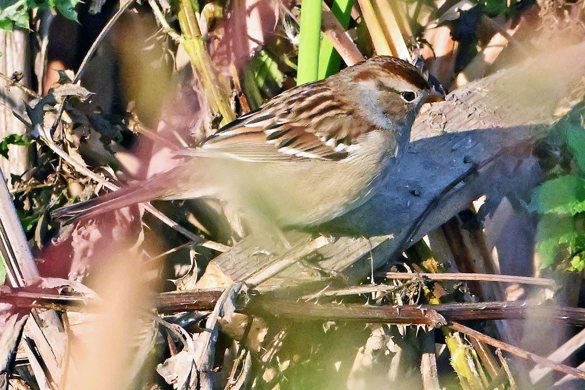 White-crowned Sparrow - ML643927476
