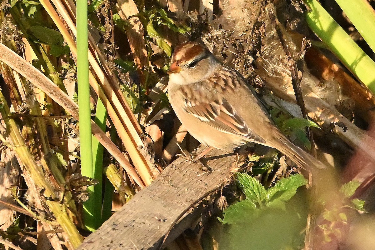 White-crowned Sparrow - ML643927477