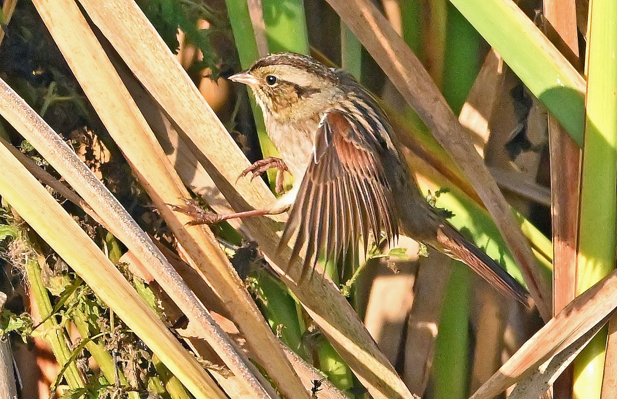 Swamp Sparrow - ML643927482